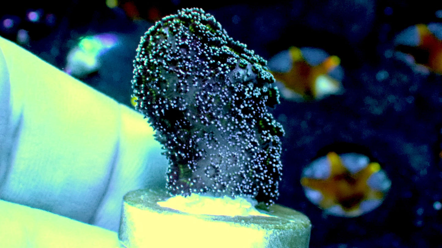 Milka purple stylophora 1” frag