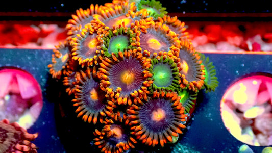 Forest fire combo zoas wysiwyg 1” frag