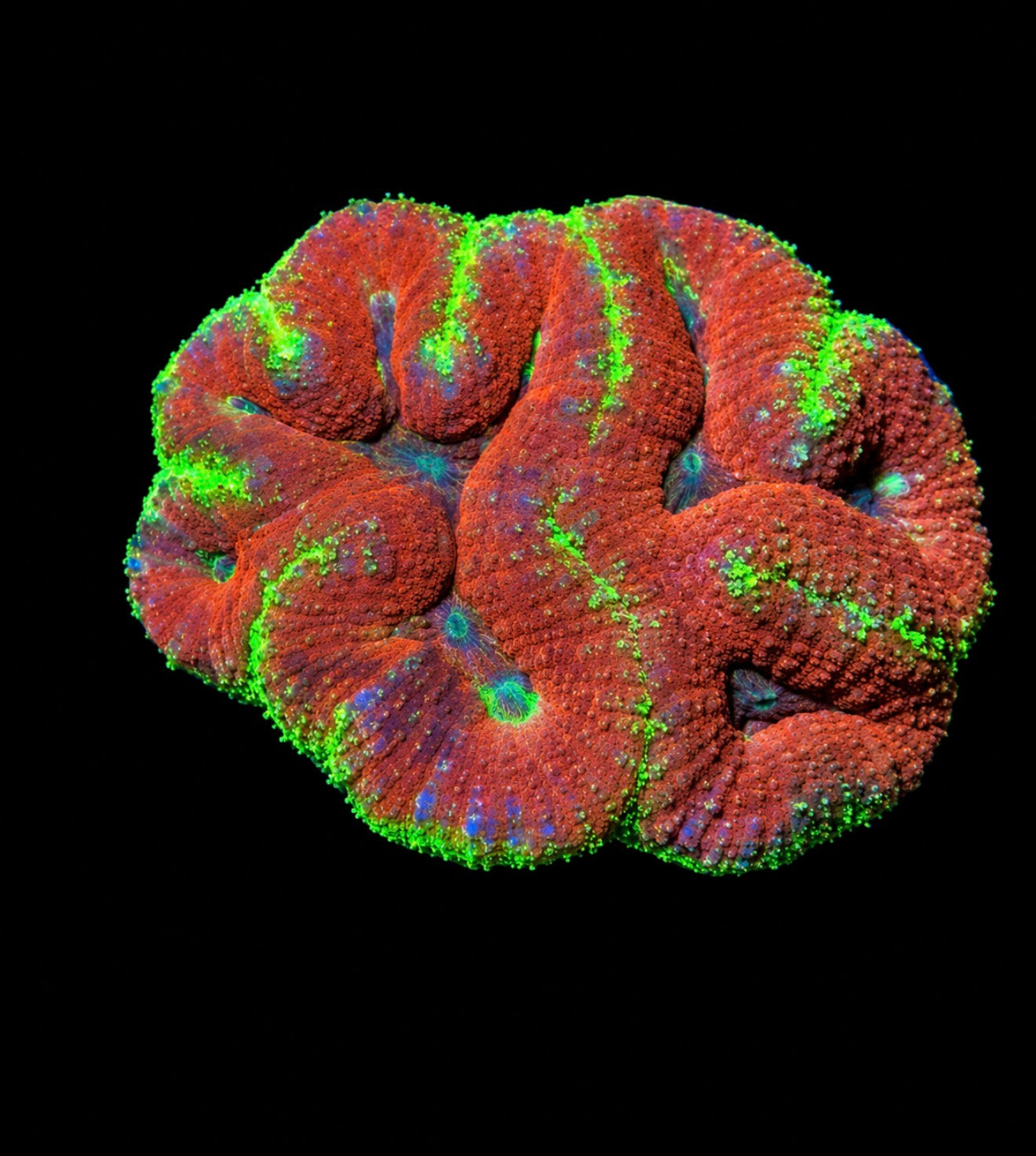 Crayola symphyllia brain 4” WYSIWYG