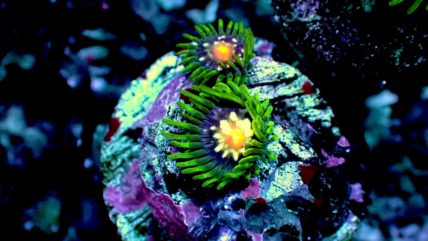 Stargazer zoas 2-3 heads