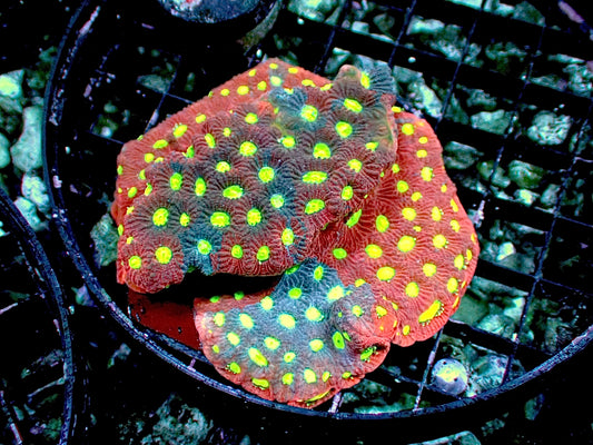 Purple red war coral colony 2” WYSIWYG