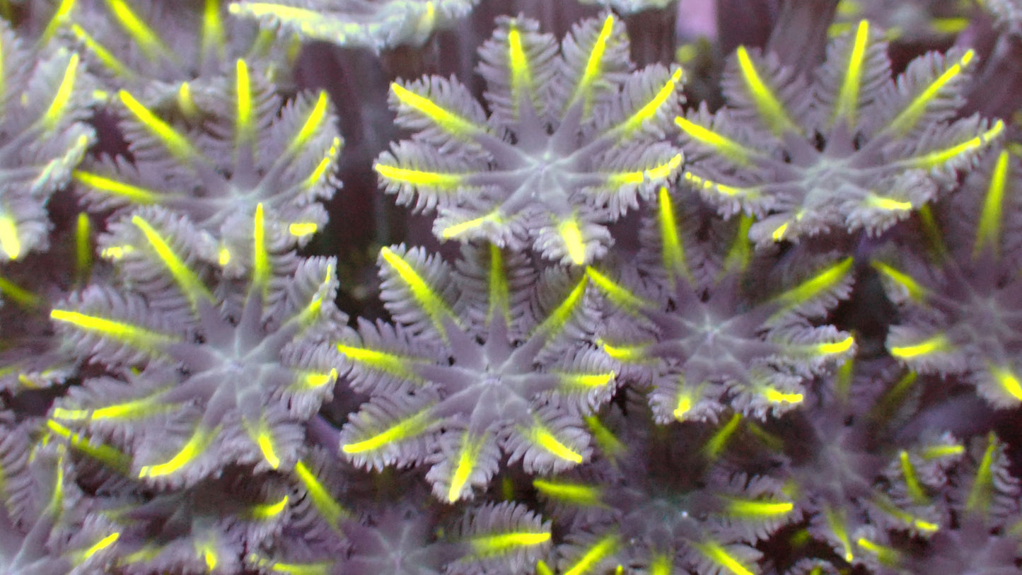Lemon lasers cloves 1” frag