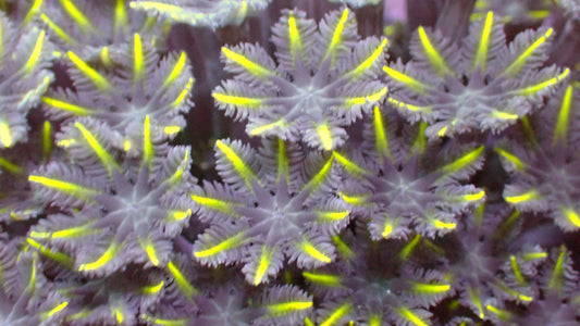 Lemon lasers cloves 1” frag