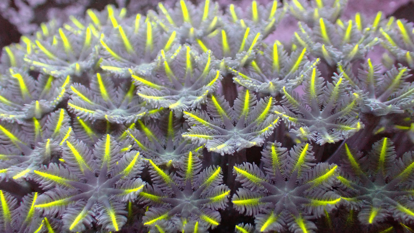 Lemon lasers cloves 1” frag