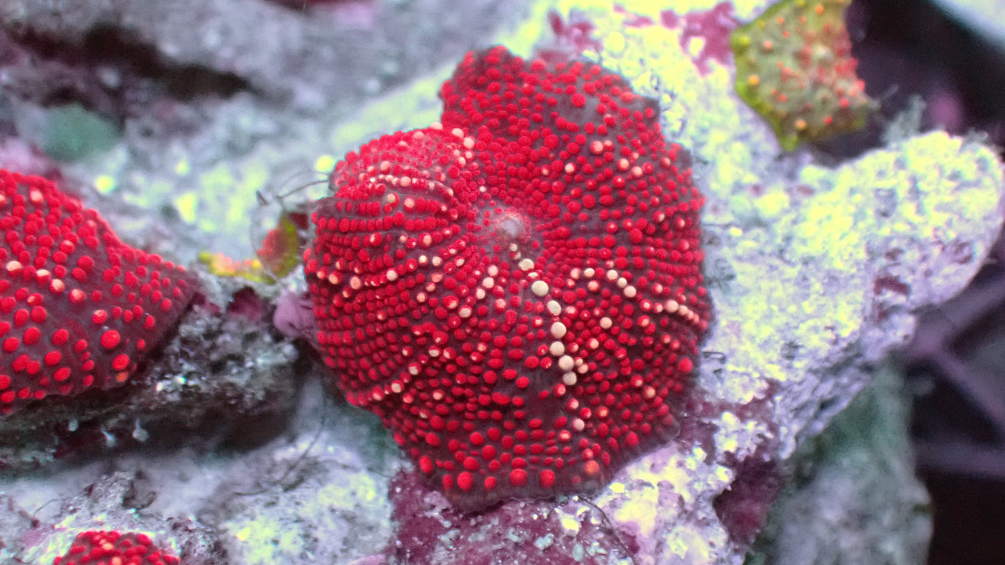 Red bumpy discosoma mushroom 1” frag
