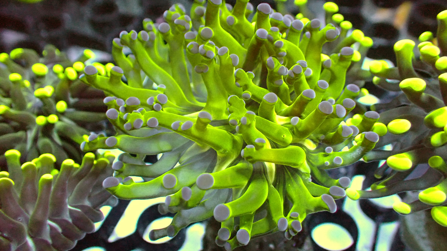 Frogspawn 1” frag