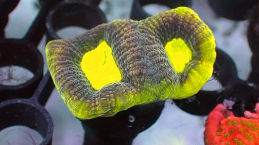 Dragon soul favia 1” frag