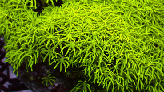 Stargrass polyp 1” frag