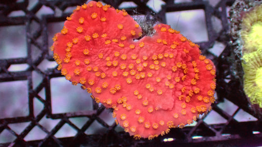 Sunburst monti 1” frag