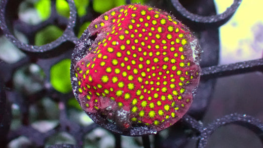 Wwc Electric daisy stylo 1” frag