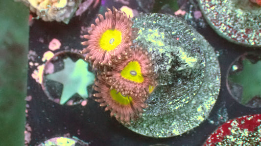 Pink hippo zoas 1” frag (2+ heads)