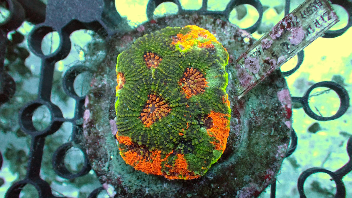Acan Echinata · 2" Colony · WYSIWYG