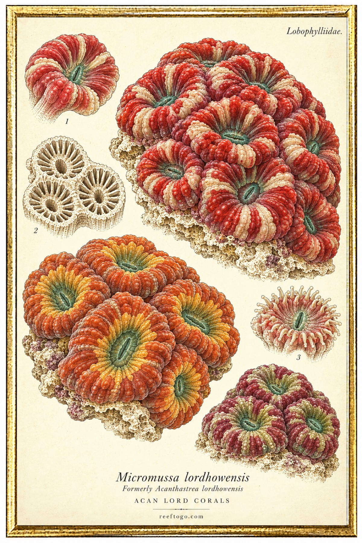 Acan Lord Corals species plate — Micromussa lordhowensis
