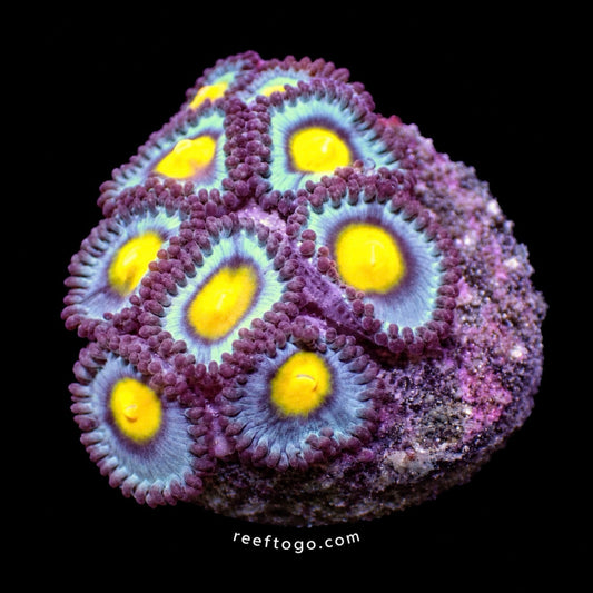 Aoi zoas 1 inch frag (3+ heads) — purple zoanthids with yellow centers, black background