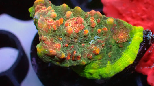 Area 51 chalice 1" frag