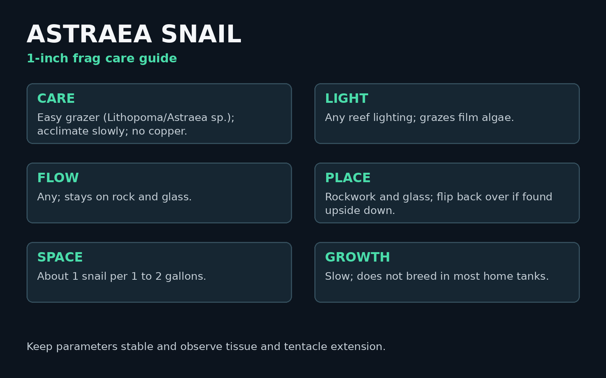 Astraea Snail care card