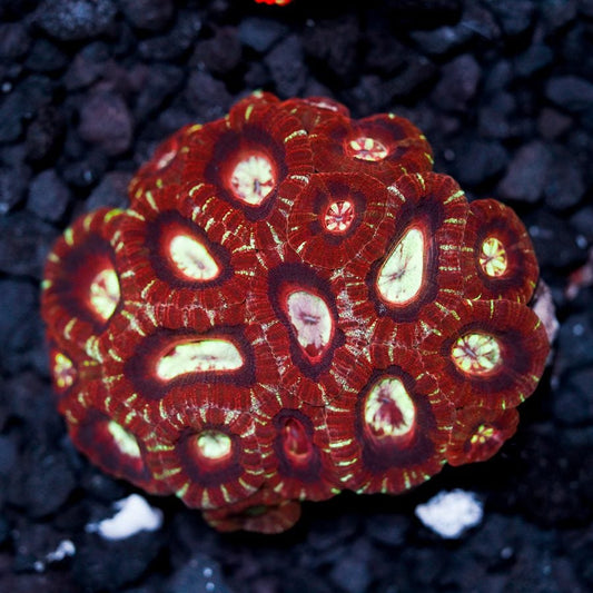Asian acans colony 3” WYSIWYG