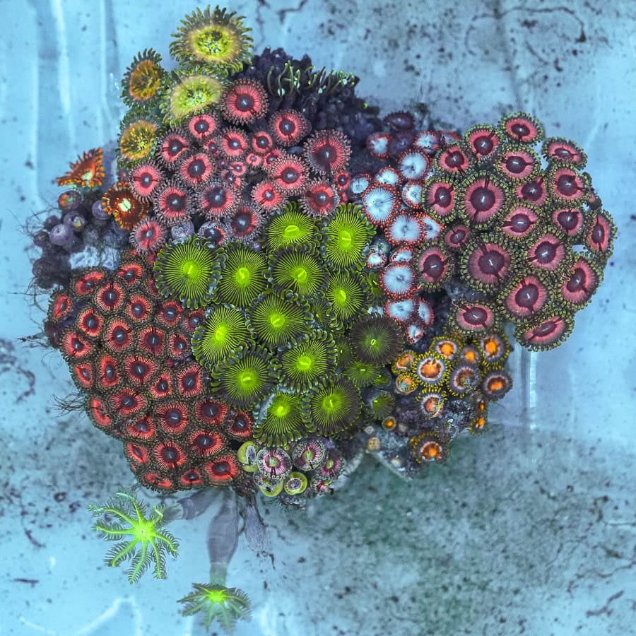 Zoanthids combo colony 4”  WYSIWYG