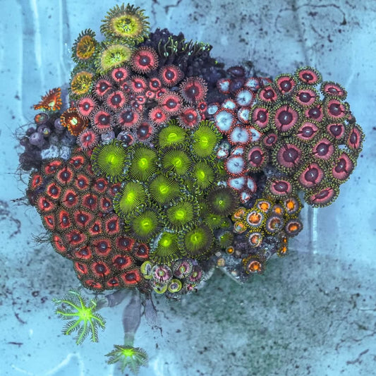Zoanthids combo colony 4”  WYSIWYG