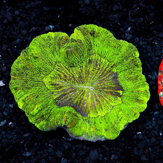 Alien invasion welsophyllia 4” WYSIWYG