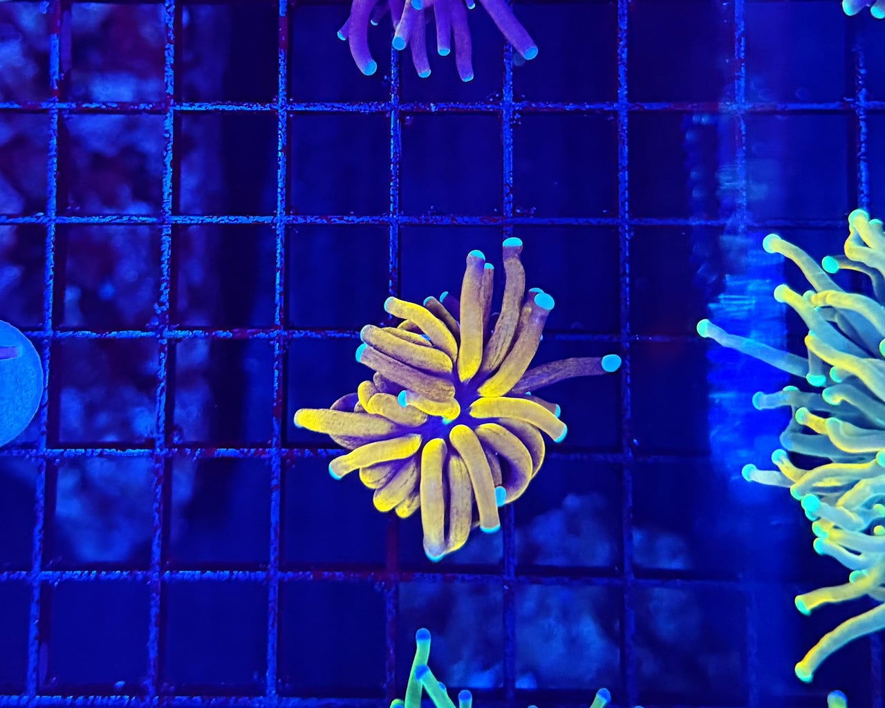 Tiger torch 1” frag