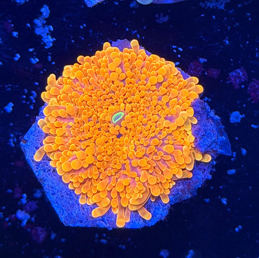 Magma Ricordea 1” frag BRIGHT!