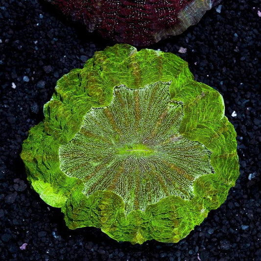 Citrus Lime acantho XL 6” WYSIWYG