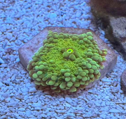Green Ricordea yuma 1” frag