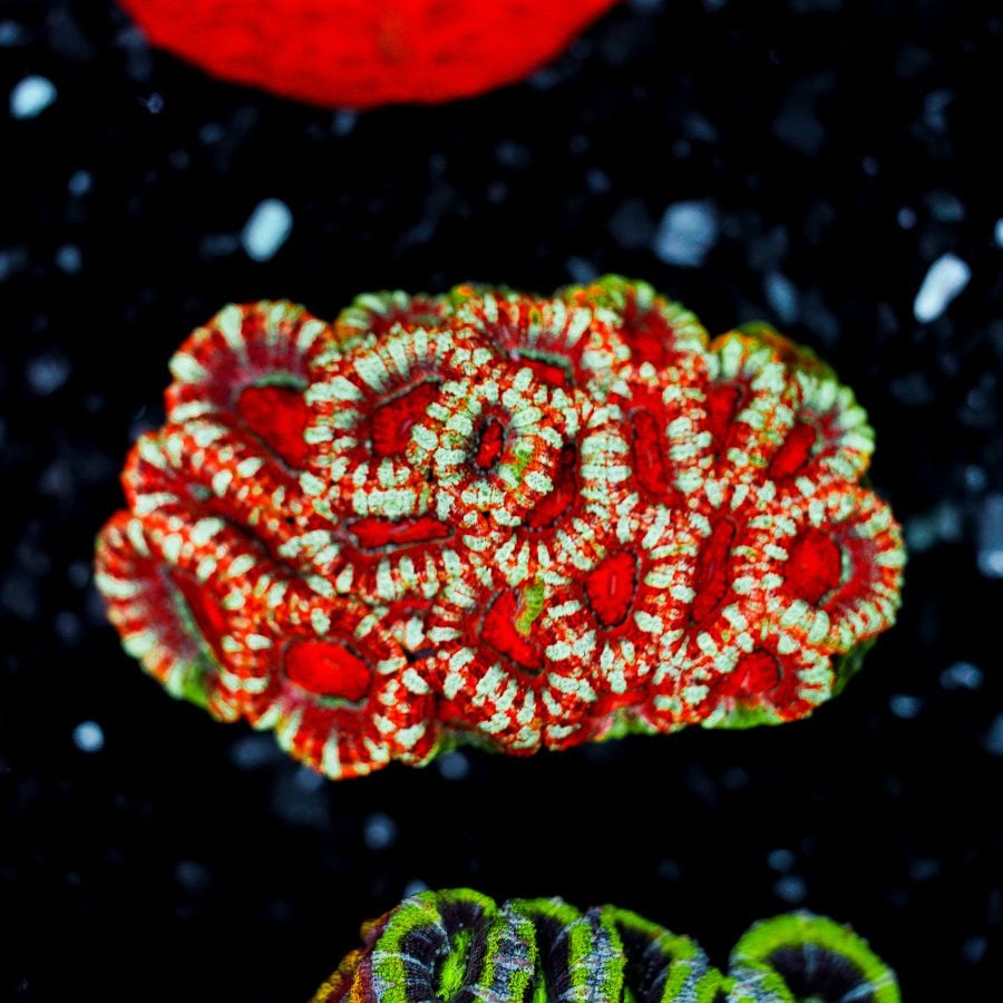 Striped Asian acans colony 3” WYSIWYG