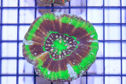 UFO scoly 3” WYSIWYG