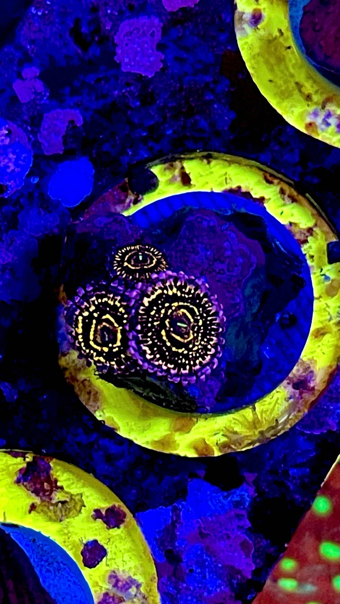 Stratospheres zoas