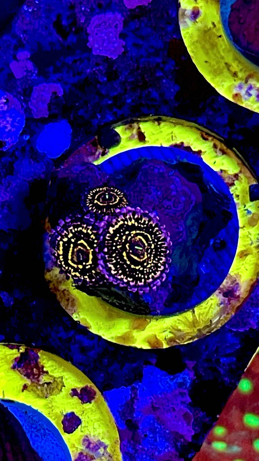 Stratospheres zoas