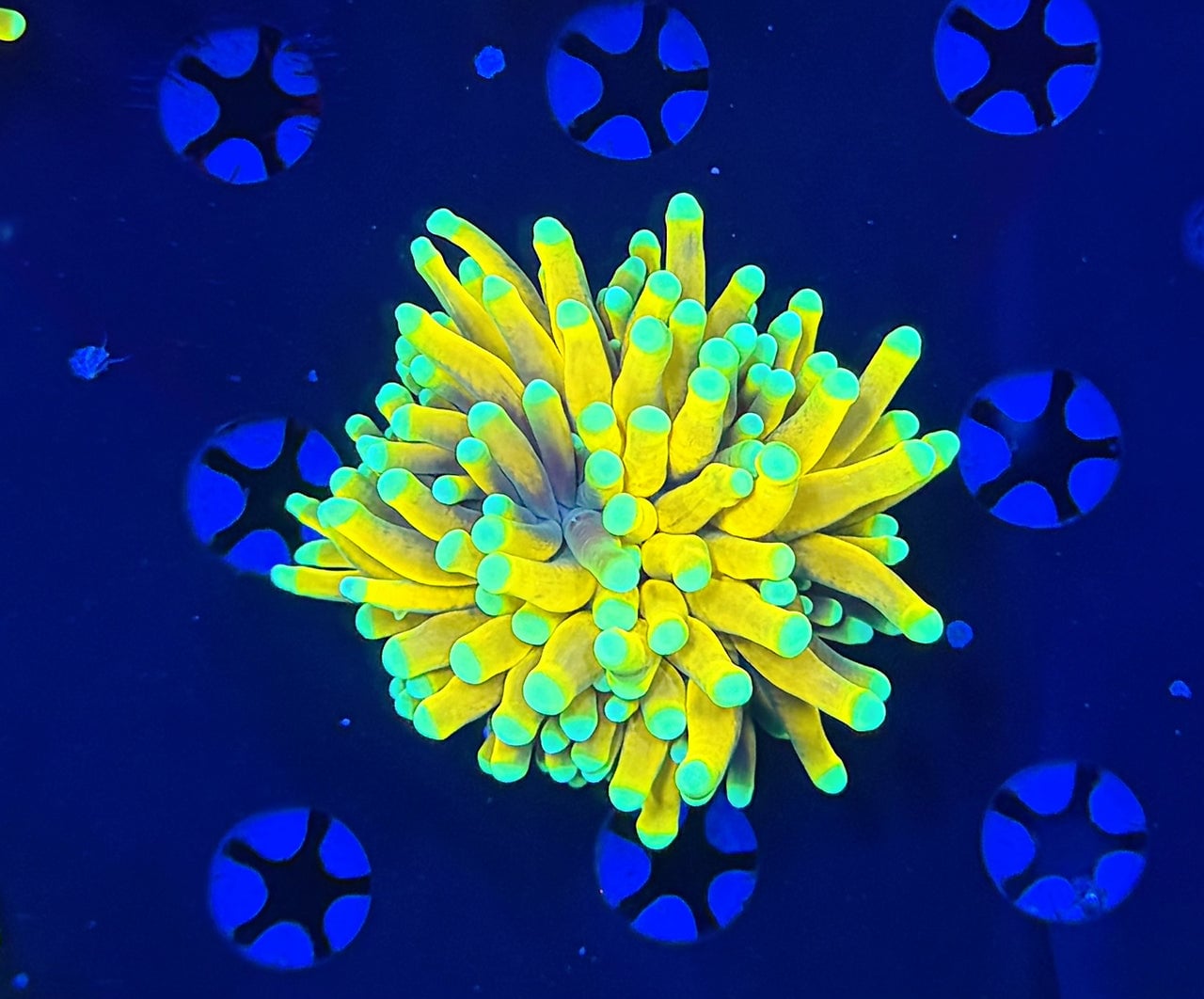 Banana torch 1” frag