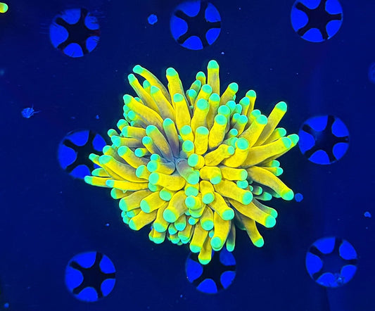 Banana torch 1” frag
