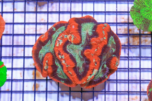Large red seas trachy XL 6” WYSIWYG