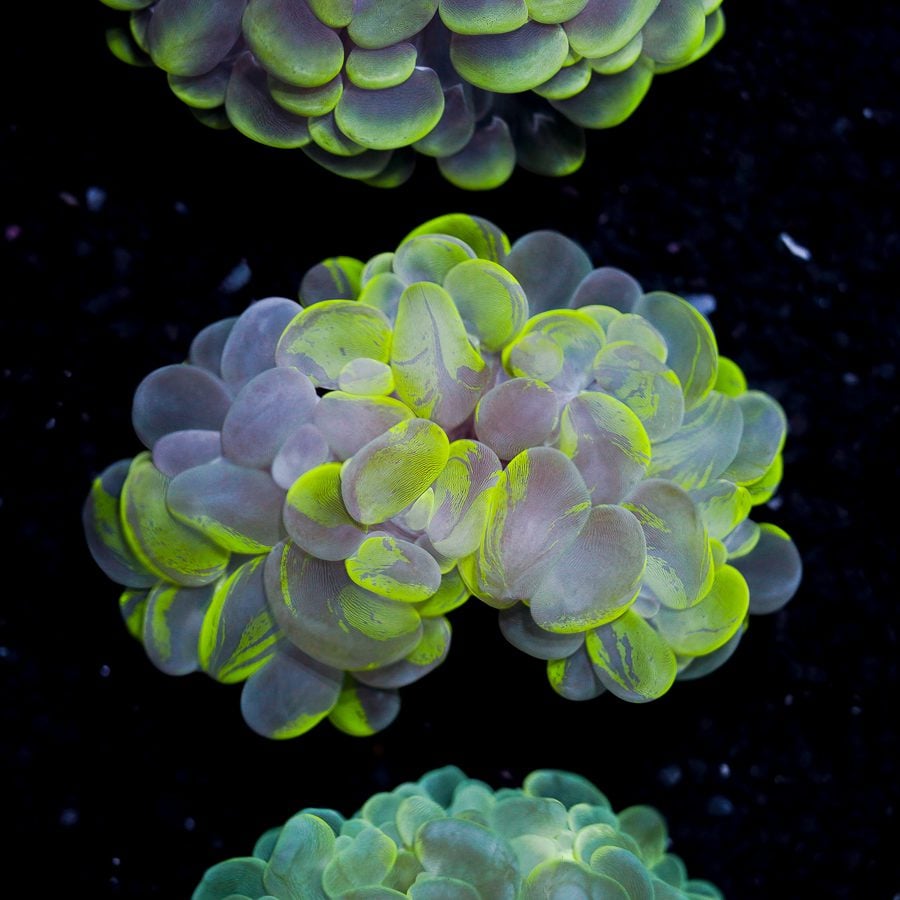 Splatter bubble 4” WYSIWYG – Reef To Go