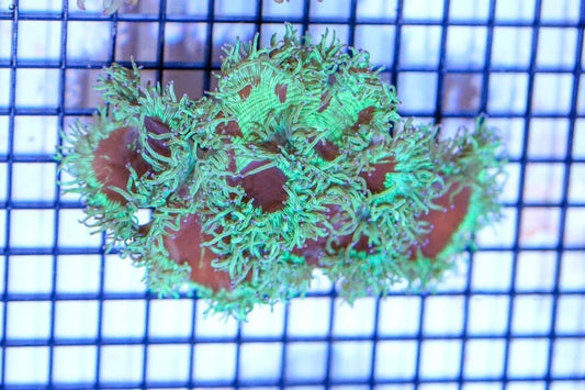 Purple center teal elegance 6” WYSIWYG