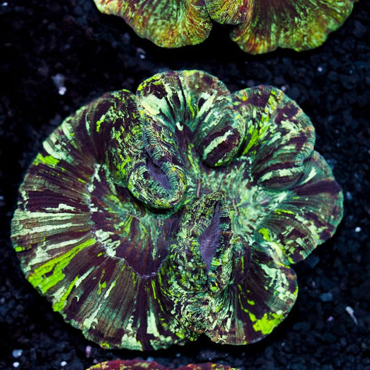 Wacky Tye dye welsophyllia 4” WYSIWYG