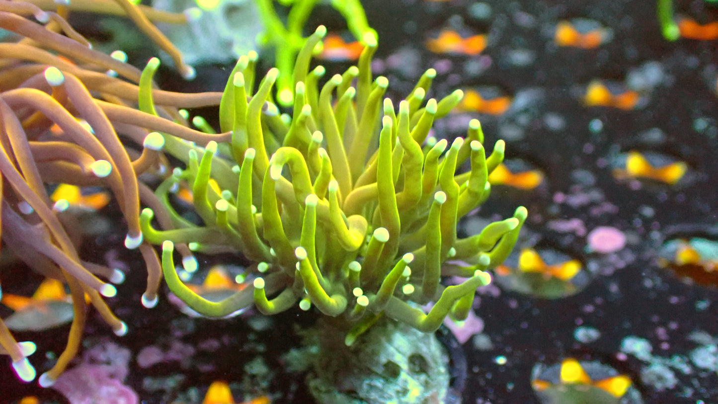 Baby Gold torch 1" frag