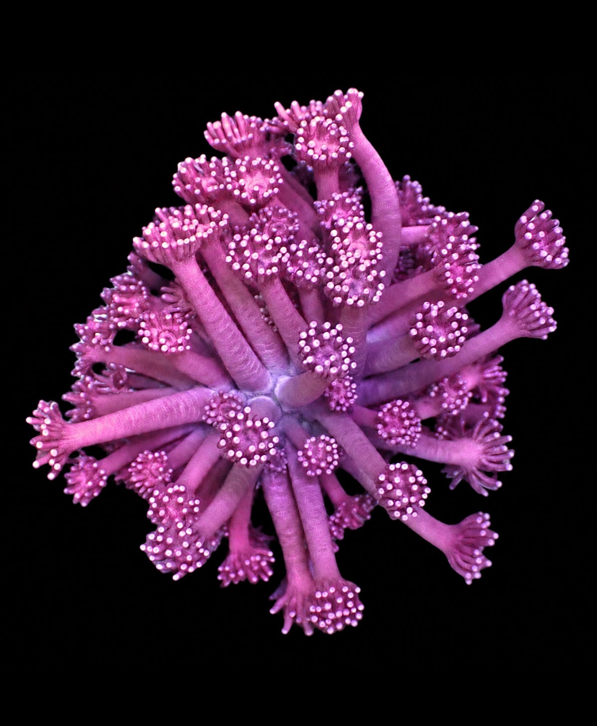 Barney the Dinosaur Goni · 1" Frag