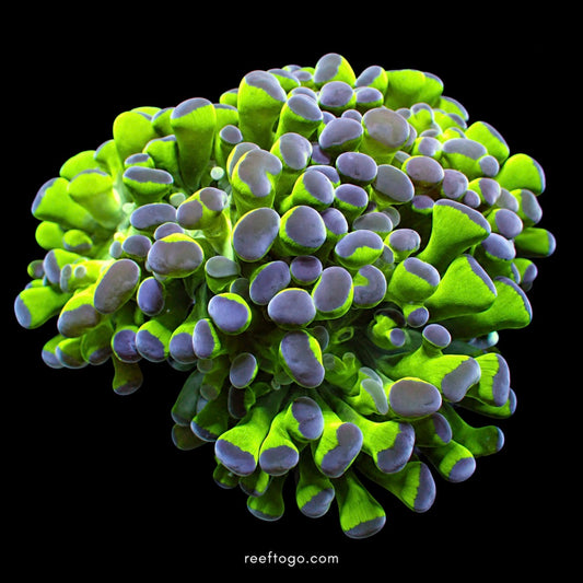 Bi Color Hammer Coral 1 inch frag