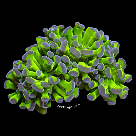 Bicolor hammer 1 inch frag
