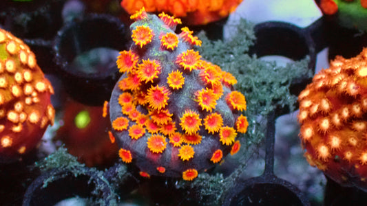 Bizarro cyphastrea 1" frag