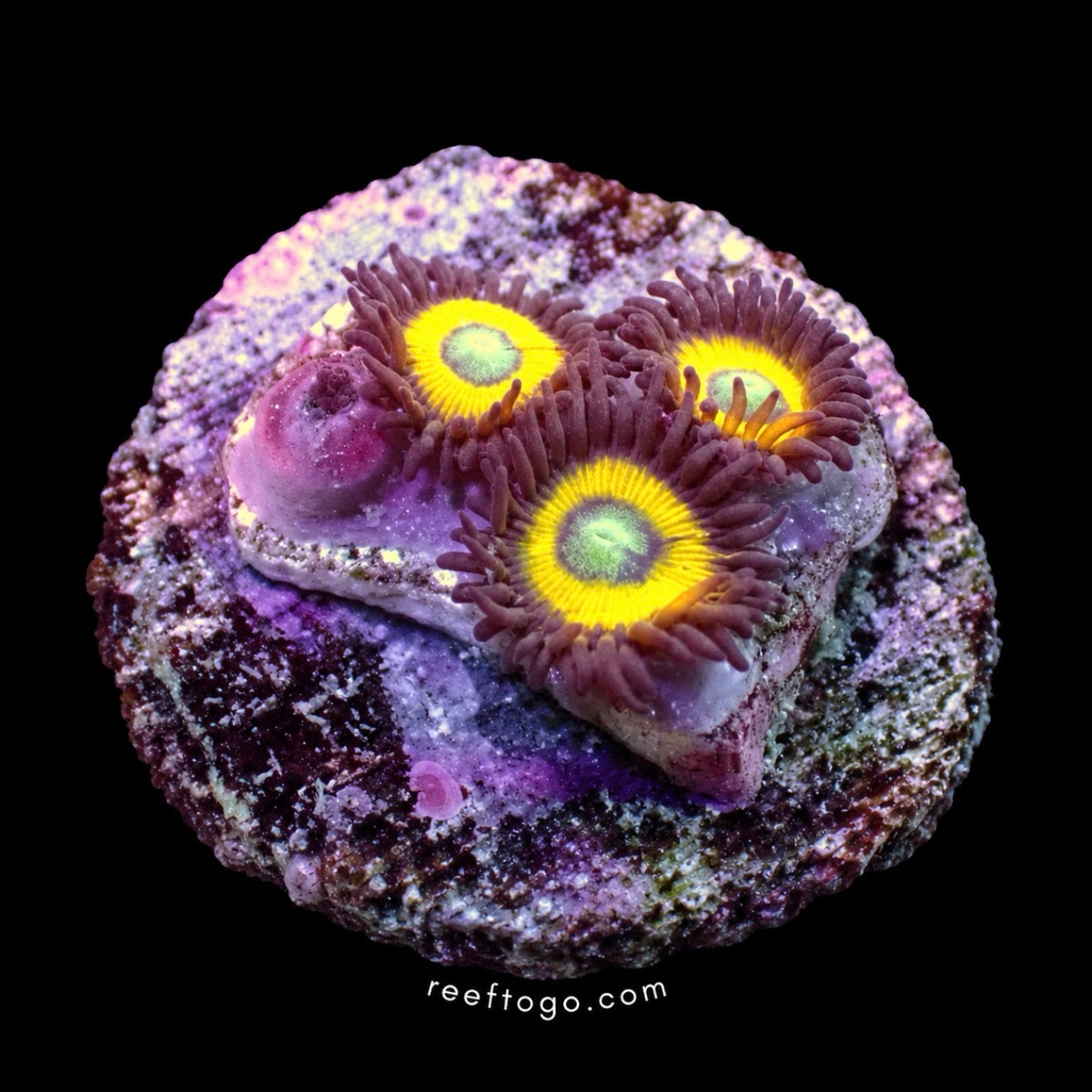 Black Bella Zoanthid