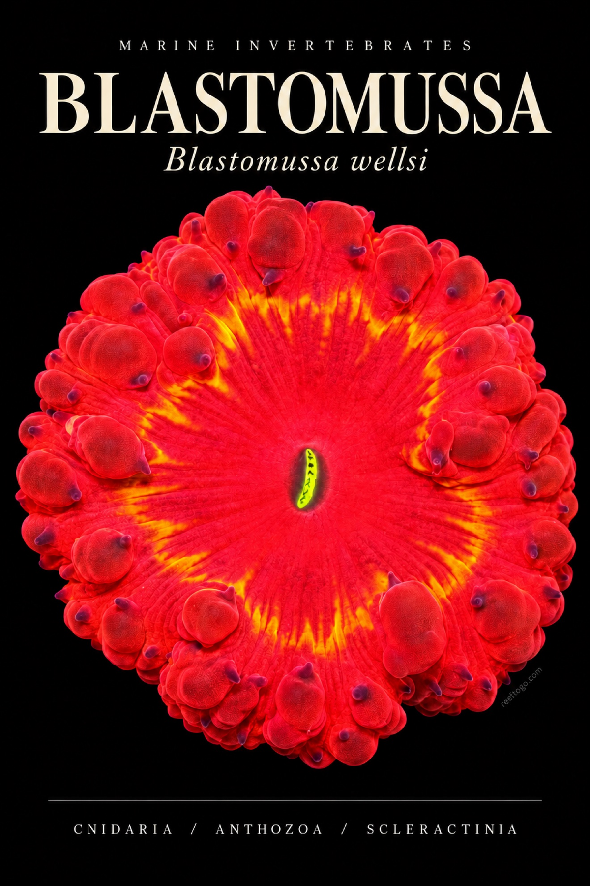 Blastomussa — Blastomussa wellsi, original plate artwork