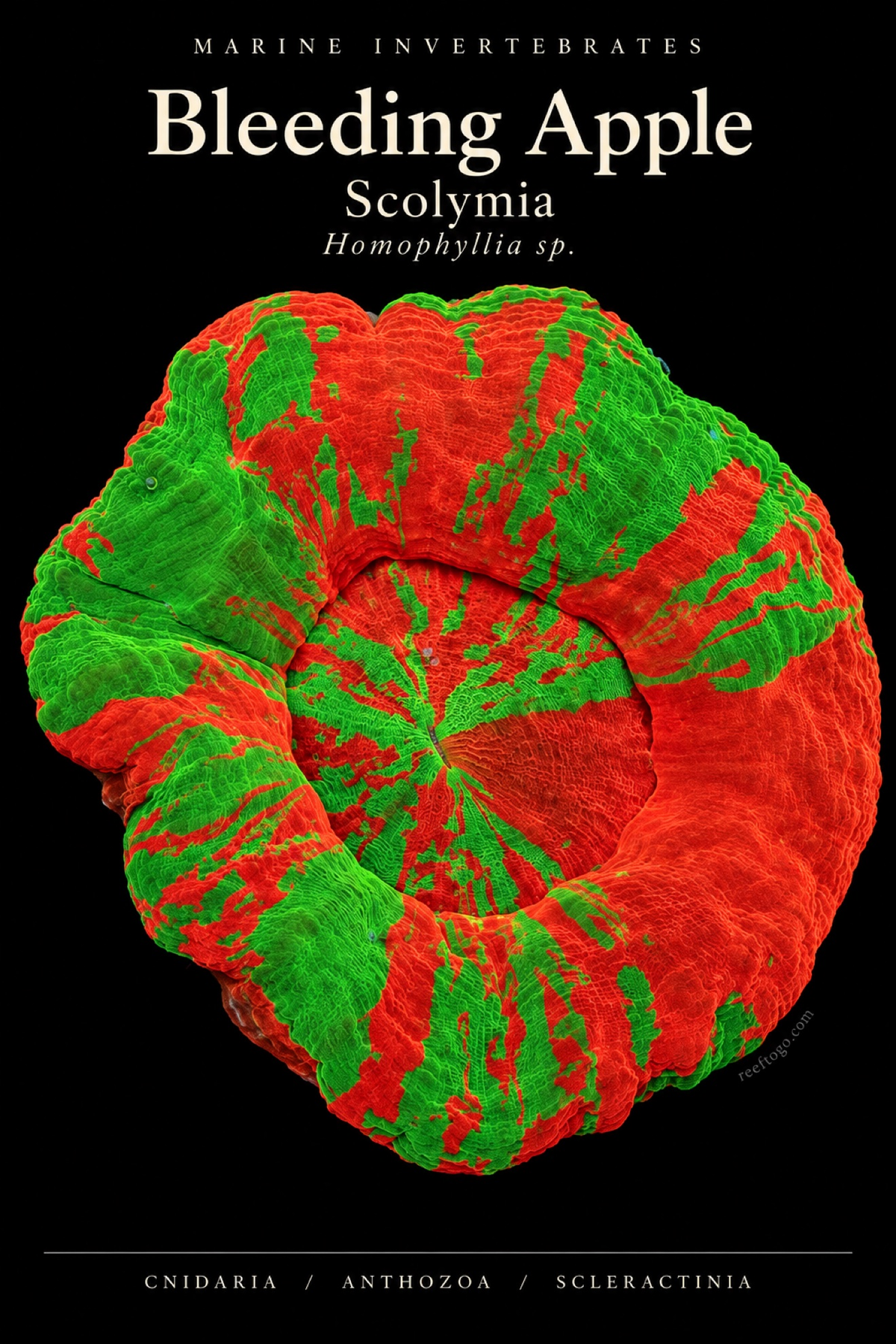 Bleeding Apple Scolymia — Homophyllia sp., original plate artwork