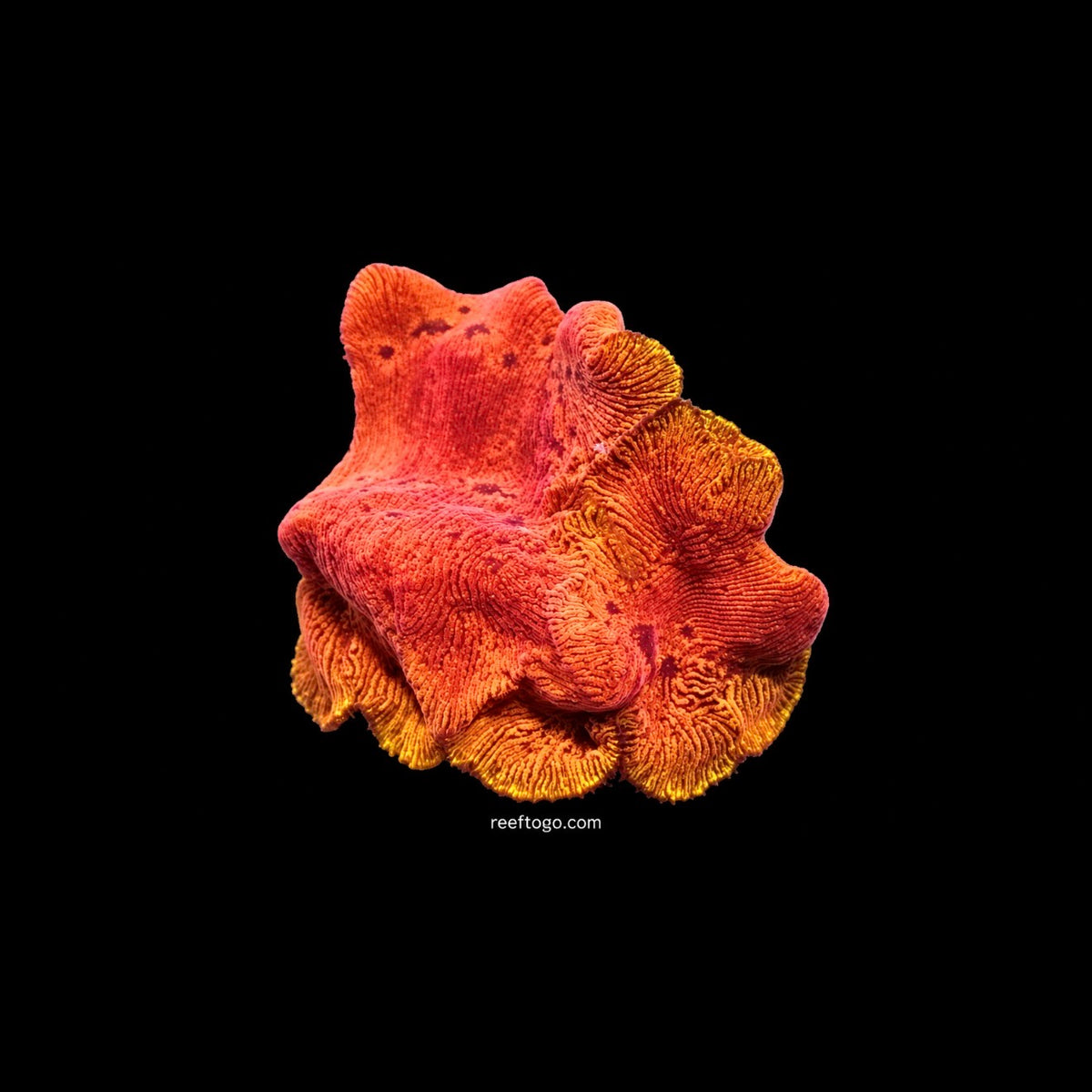 Blood orange leptoseris 1” frag