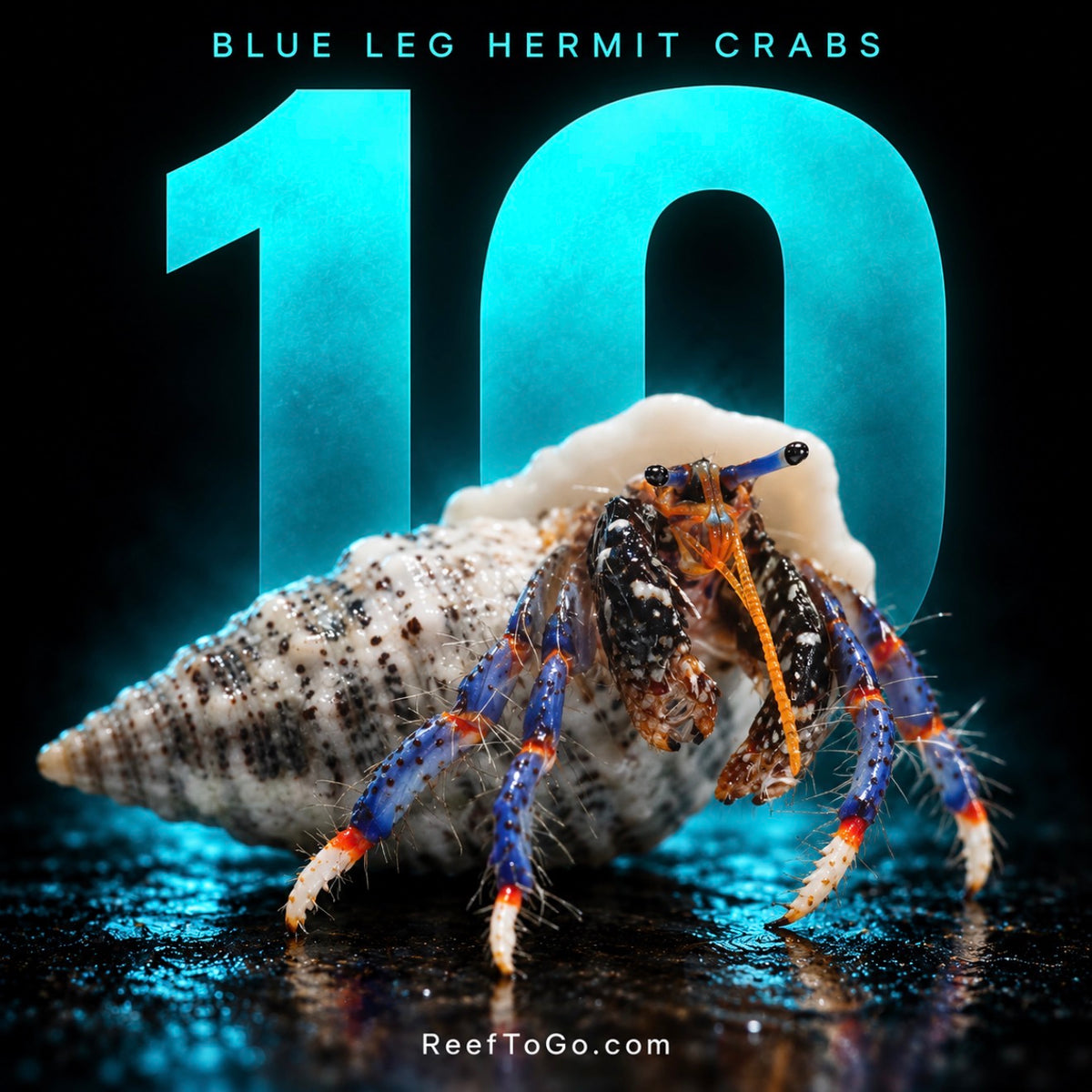Blue leg hermit crabs 10x 0.5"