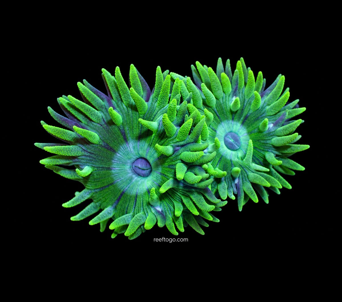 Blue mouth Duncan 1” frag