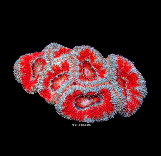 Blue rim acan lord 1" frag